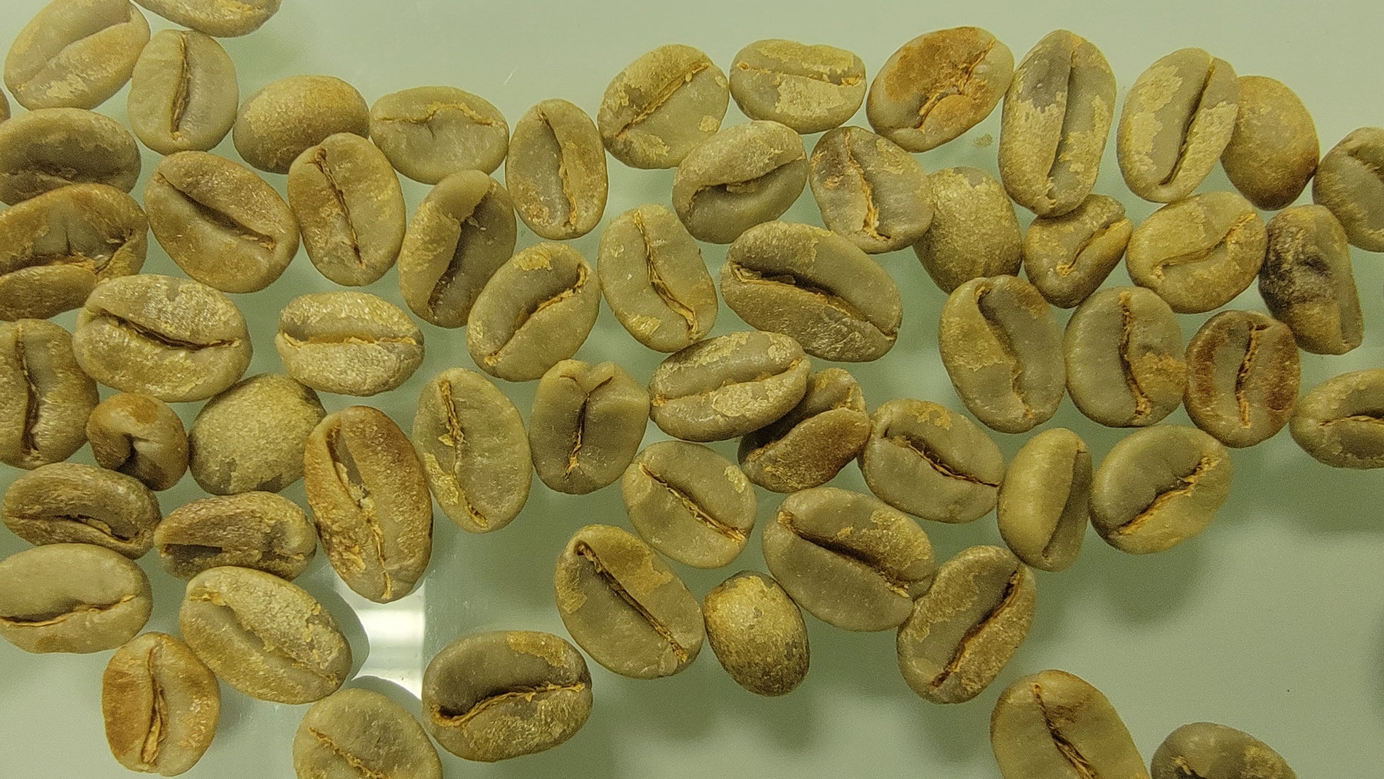 Tesoros Del Pais El Salvadorian Light Roast Coffee Whole Beans 1 Kg detail view 7