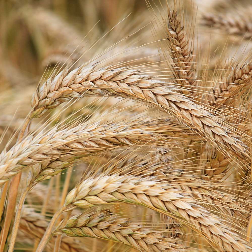 Molino DallaGiovanna Flour "For All Use" Type 00 1 Kilo Size (2 pack) 4.4 lbs