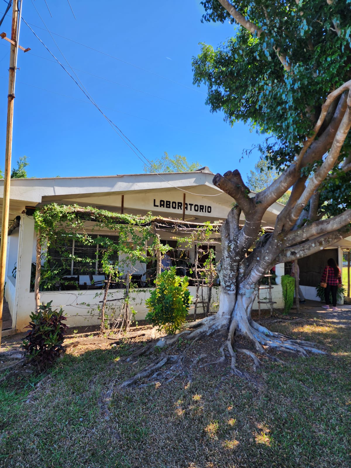 Tesoros Del Pais Green Coffee 5 lb in airsealed Ecotact bag