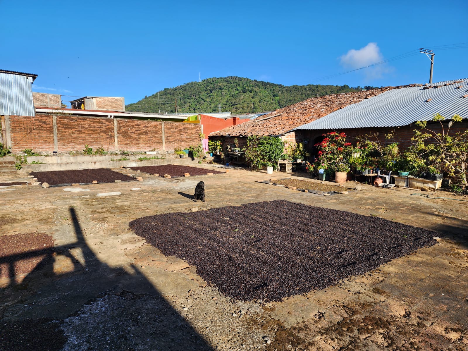 Tesoros Del Pais Green Coffee 5 lb in airsealed Ecotact bag